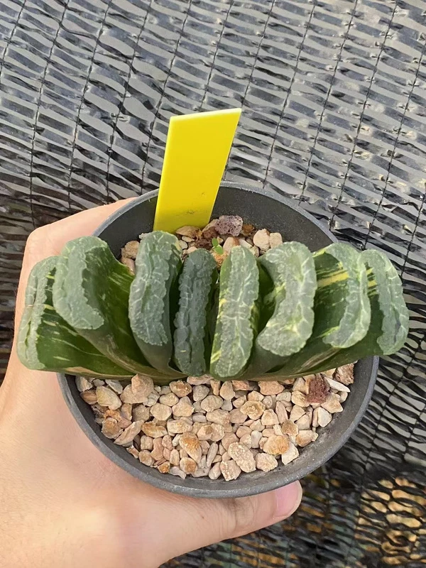 Haworthia truncata Variegated WYSIWYG Garden plant 4