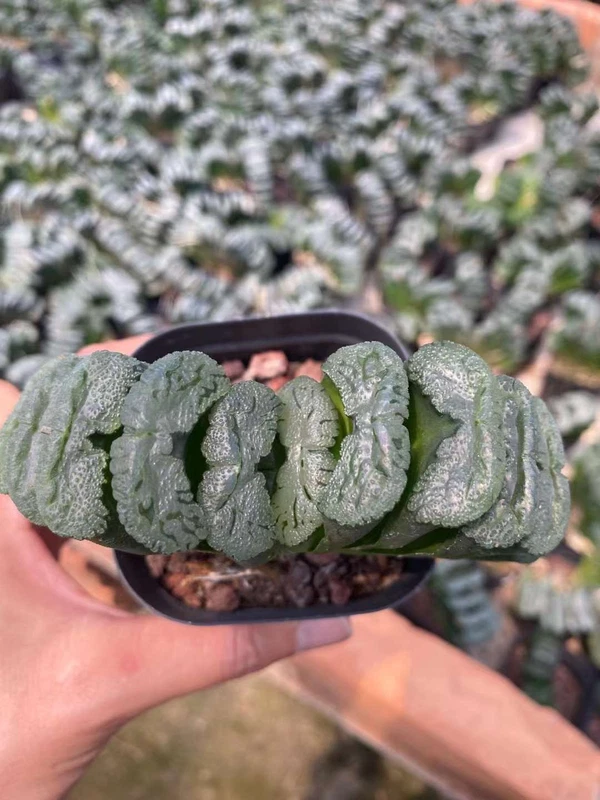 Haworthia truncata Sch?nland Succulent plants potted Garden decoration Plant