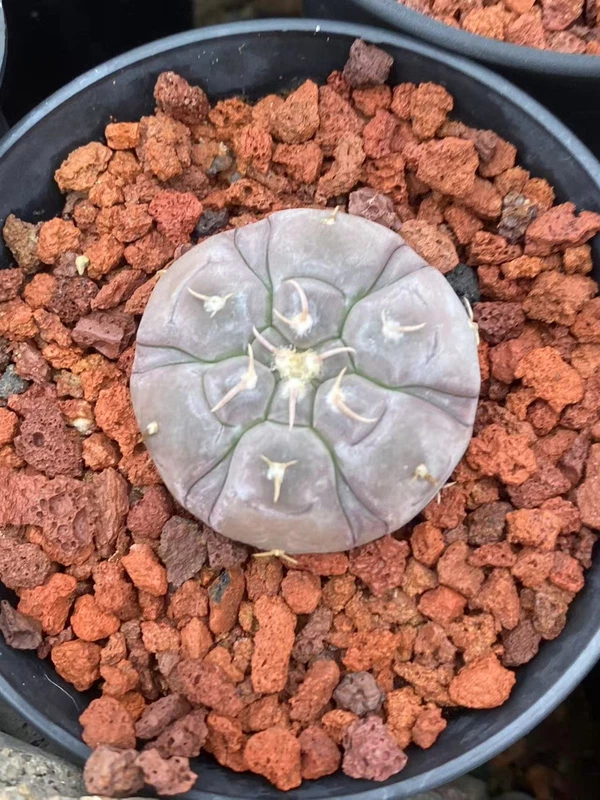 Gymnocalycium prochazkianum cactus Succulent Home Garden Bonsai plants WYSIWYG