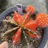 Gymnocalycium mihanovichii variegate Succulent plants Garden WYSIWYG 068