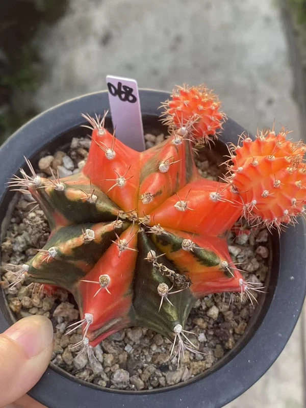 Gymnocalycium mihanovichii variegate Succulent plants Garden WYSIWYG 068