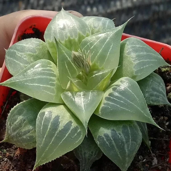 Haworthia Hybrid light Succulent plants potted Plants Home Garden Bonsai 5CM