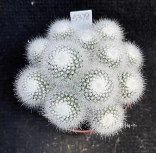 9cm Multi Heads Succulent plant Notocactus scopa Spreng. A.Berger Own Roo