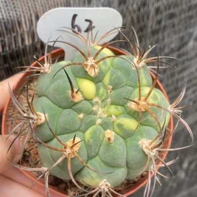 cactus Succulent Gymnocalycium saglionis variegated Plant seedgrowth WYSIWYG 62#