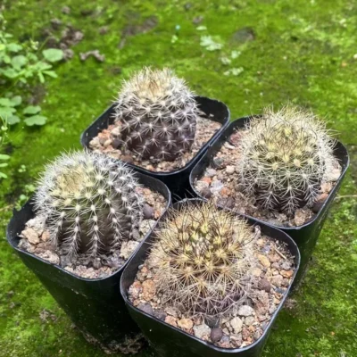 2PCS succulents cactus plant Neoporteria Home Bonsai Decor flower plant 3-4cm