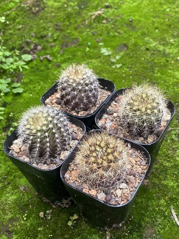 2PCS succulents cactus plant Neoporteria Home Bonsai Decor flower plant 3-4cm