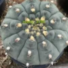 RareSucculent Plant Gymnocalycium vatteri WYSIWYG Garden ownroot 2#