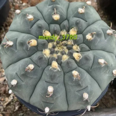 RareSucculent Plant Gymnocalycium vatteri WYSIWYG Garden ownroot 2#