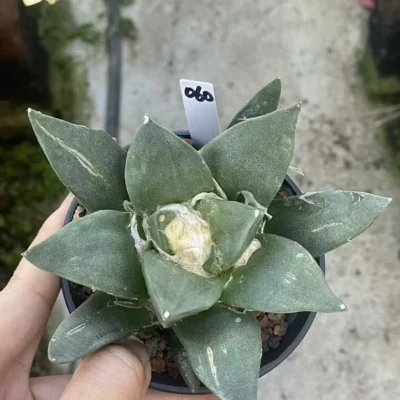 11.2 Ariocarpus Retusus cactus Succulent Plant Ariocarpus seedgrowth WYSIWYG060