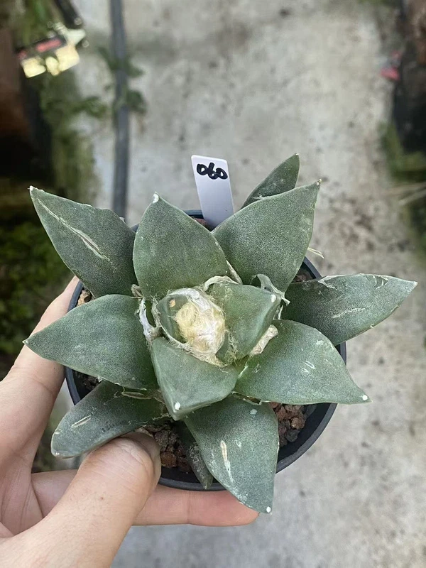 11.2 Ariocarpus Retusus cactus Succulent Plant Ariocarpus seedgrowth WYSIWYG060