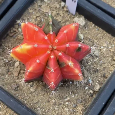 Gymnocalycium mihanovichii variegate SucculentGarden decoration WYSIWYG K31