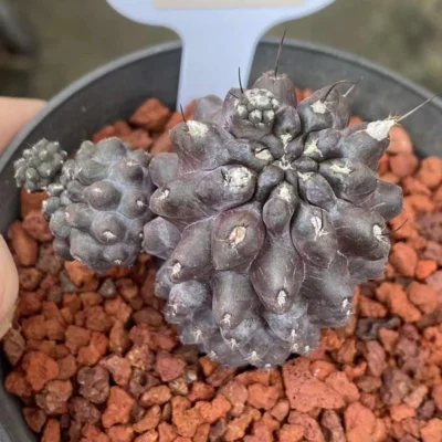 3CM Cactus Neoporteria esmeraldana Short thorn Cactus Plant Beautiful Cactus