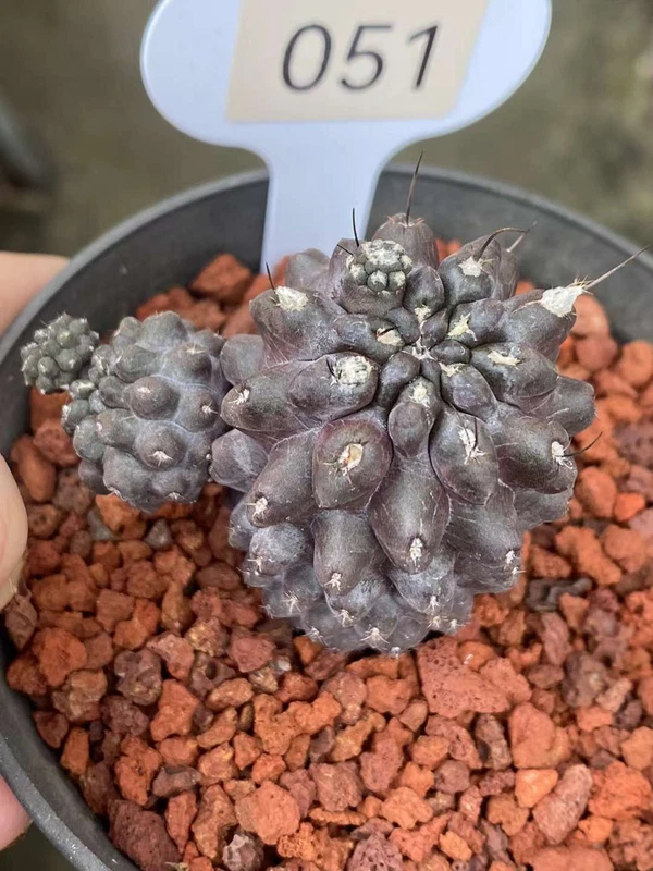 3CM Cactus Neoporteria esmeraldana Short thorn Cactus Plant Beautiful Cactus