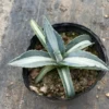 RareSucculent Plant Agave americana medio-picta ‘Alba’ Garden Décor Boutique