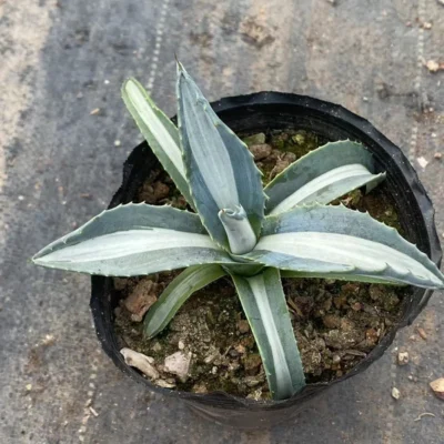 RareSucculent Plant Agave americana medio-picta ‘Alba’ Garden Décor Boutique