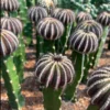 RareSucculents Uebelmannia Home potted Garden decoration Plants cactus 5cm