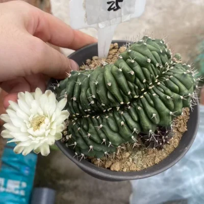Gymnocalycium anisitsii Cristata cactus Succulent Home Bonsai WYSIWYG#25-5.7