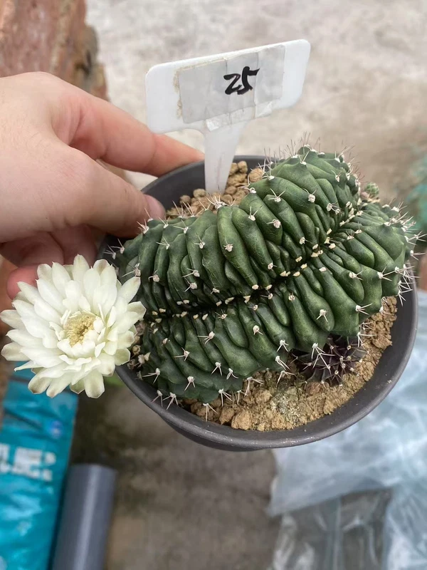 Gymnocalycium anisitsii Cristata cactus Succulent Home Bonsai WYSIWYG#25-5.7