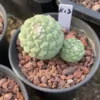 Raresuculent Strombocactus disciformis f. Multi Heads SeedGrown WYSIWYG K13