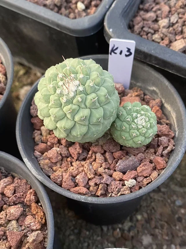 Raresuculent Strombocactus disciformis f. Multi Heads SeedGrown WYSIWYG K13