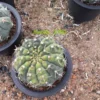 RareSucculent Plant Gymnocalycium quehlianum variegated seedgrowth WYSIWYG#4