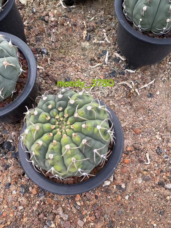 RareSucculent Plant Gymnocalycium quehlianum variegated seedgrowth WYSIWYG#4