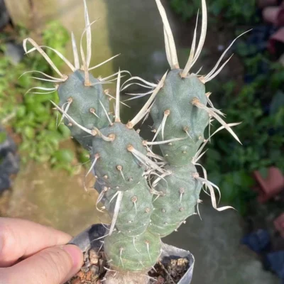 3PCS Tephrocactus articulatus RareSucculent Plant Garden Décor Boutique