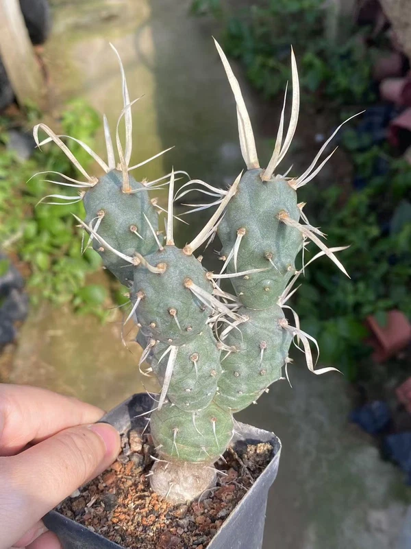 3PCS Tephrocactus articulatus RareSucculent Plant Garden Décor Boutique