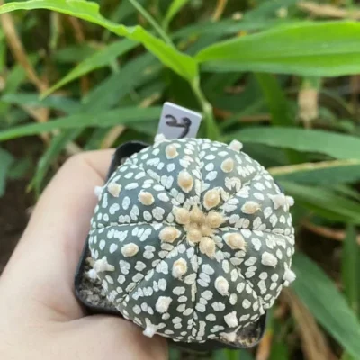 Succulent Plant Astrophytum asterias Seedgrown WYSIWYG Unique #29