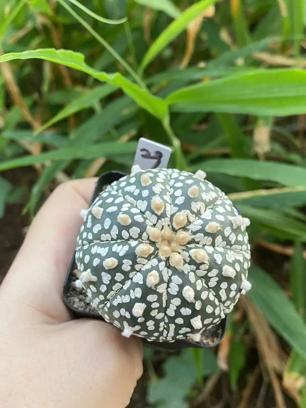 Succulent Plant Astrophytum asterias Seedgrown WYSIWYG Unique #29