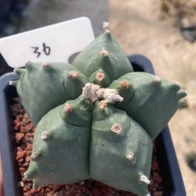 Astrophytum myriostygma 'Kikko' SeedGrowth succulents cactus plants WYSIWYG86#