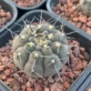 RareSucculent Plant Gymnocalycium Garden Décor Boutique Seedgrowth