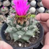 7CM＋ RareSucculent plants Turbinicarpus alonsoi cactus Garden plants ownroot
