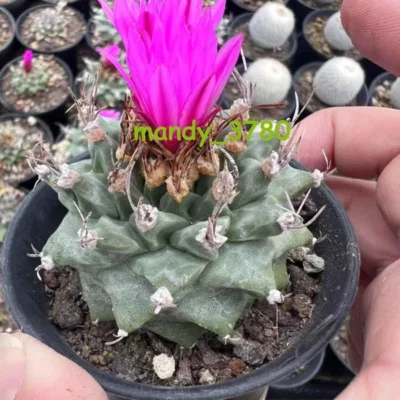 7CM＋ RareSucculent plants Turbinicarpus alonsoi cactus Garden plants ownroot