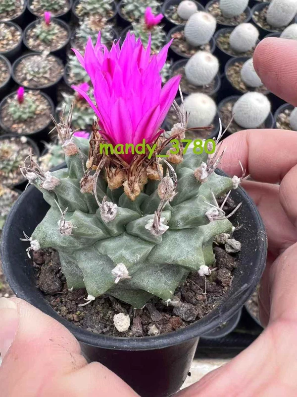 7CM＋ RareSucculent plants Turbinicarpus alonsoi cactus Garden plants ownroot