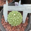 Neoporteria napina Beautiful RareSucculent Plant WYSIWYG seedgrowth 1#