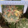 7-9CM RareSucculent Plant Thelocactus heterochromus Garden plant cutting noroot