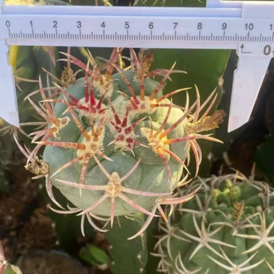 7-9CM RareSucculent Plant Thelocactus heterochromus Garden plant cutting noroot