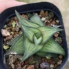RareSucculent cactus Plant Haworthia venosa ssp. tesselata var. 4-6CM