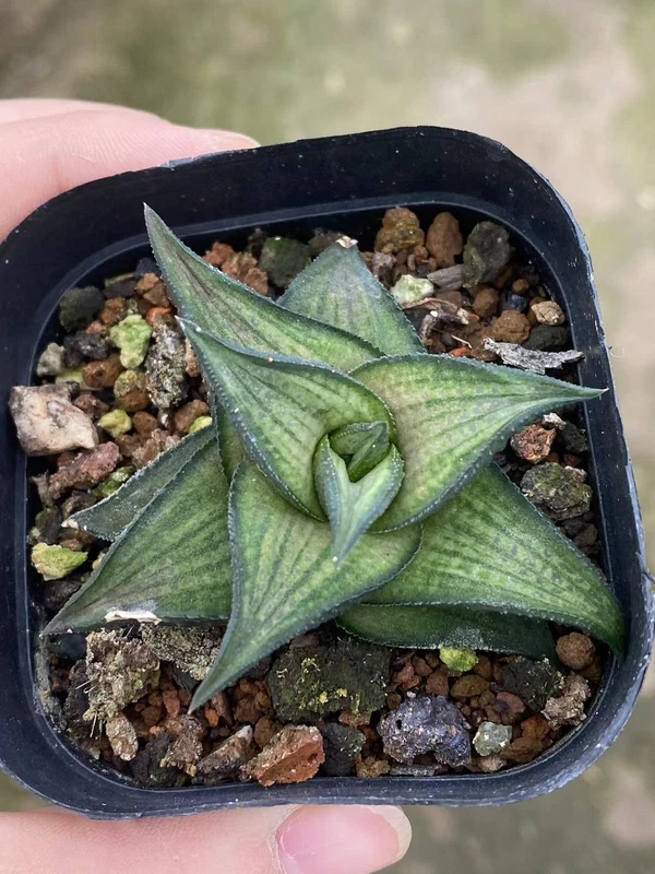 RareSucculent cactus Plant Haworthia venosa ssp. tesselata var. 4-6CM