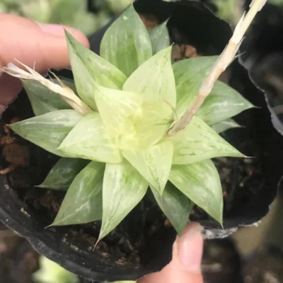 2PCS RareSucculent Plant Haworthia korizatonishiki variegated 4-5CM