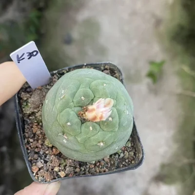 LFcactus Succulent Plant beautiful Home Garden Plant seedgrowth WYSIWYG K30