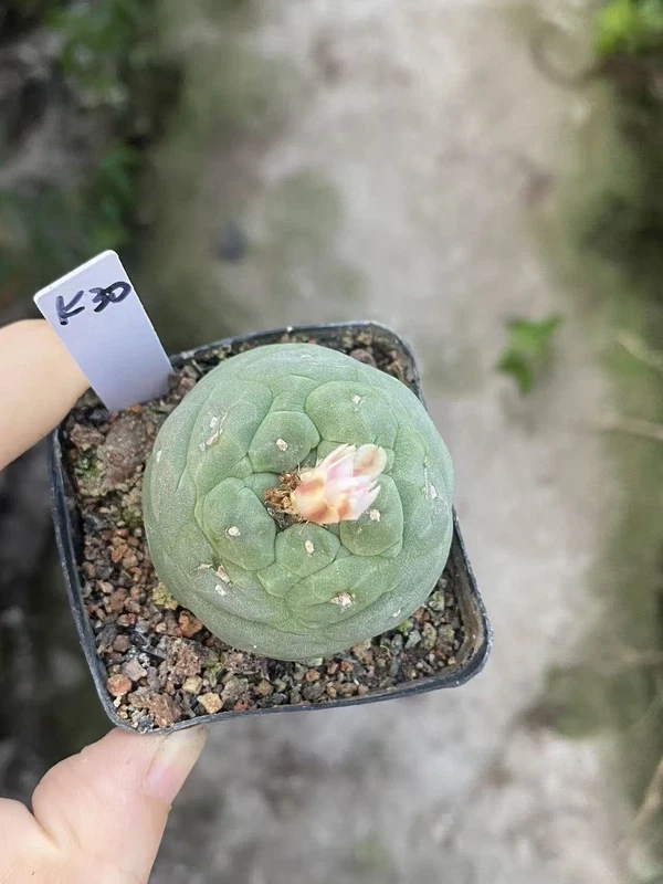 LFcactus Succulent Plant beautiful Home Garden Plant seedgrowth WYSIWYG K30