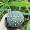 Succulent plant Astrophytum asterias Seedgrown WYSIWYG Unique #3