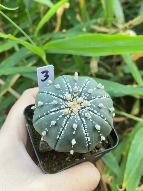 Succulent plant Astrophytum asterias Seedgrown WYSIWYG Unique #3