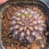 Neoporteria purple Short thorn Raresucculent Cactus Plant Beautiful 3-4C