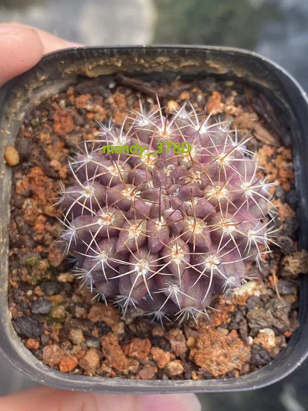Neoporteria purple Short thorn Raresucculent Cactus Plant Beautiful 3-4C